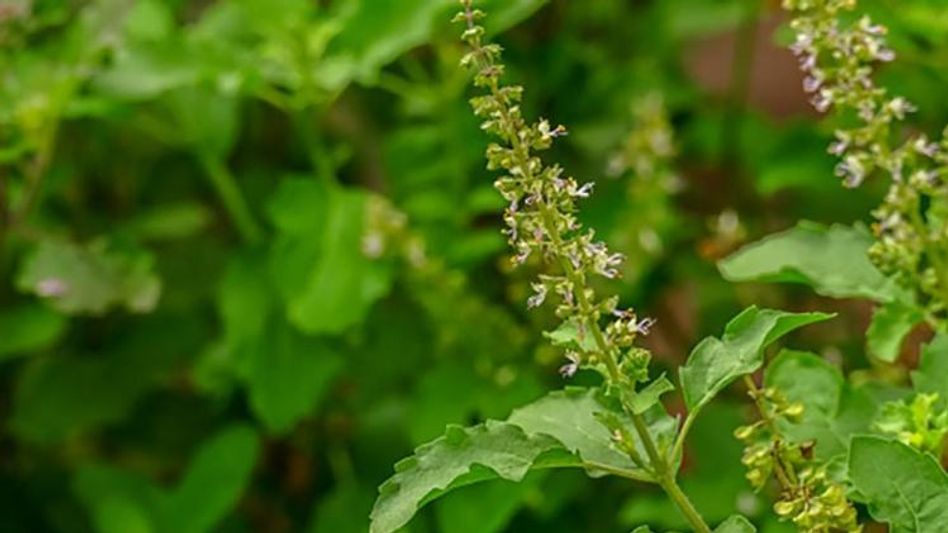পরিবারে আসবে অশান্তি, অর্থহানি, এভাবেই ভবিষ্যৎ বলে দেয় ঘরের তুলসী        পরিবারে আসবে অশান্তি, অর্থহানি, এভাবেই ভবিষ্যৎ বলে দেয় ঘরের তুলসী