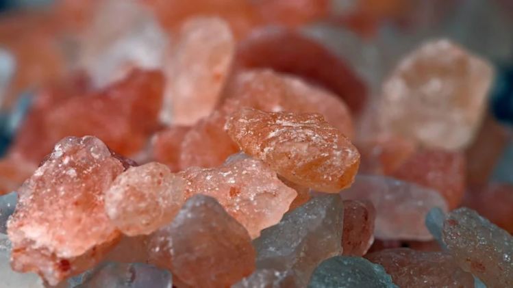 অমরত্ব? ৮৩ কোটি বছরের 'আদিম' নুনে মিলল এই প্রাণী