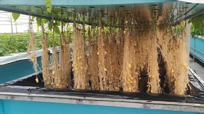 আকাশেই ফলছে আলু, লাভও ১০ গুণ বেশি