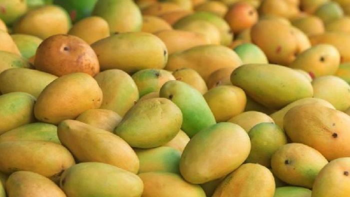 মালদার আমে জিআই ট্যাগ
