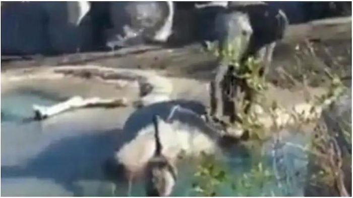 ভাইরাল ভিডিও ঘুরে হইচই