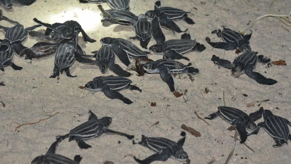 সুনামি ধাক্কা সামলে বাড়ছে লেদারব্যাক কচ্ছপ, বলছে ZSI-তথ্য সুনামি ধাক্কা সামলে বাড়ছে লেদারব্যাক কচ্ছপ, বলছে ZSI-তথ্য