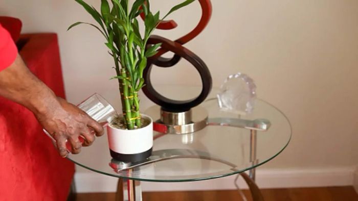 বাঁশ গাছ/ প্রতীকী ছবি