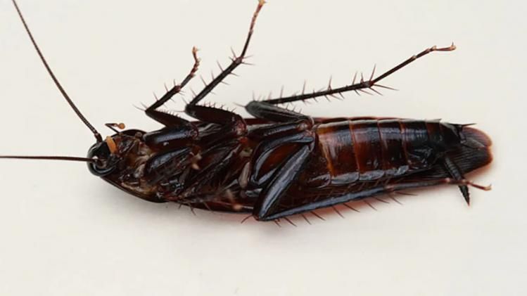 বর্ষায় বাড়ে আরশোলার উৎপাত, ১০ প্রাকৃতিক উপায়ে করুন নির্মূল