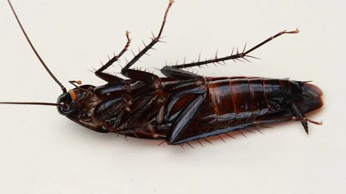 আরশোলা তাড়ানোর উপায়।