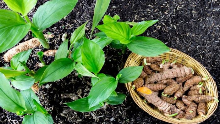 ঘরে লাগান হলুদ গাছ।