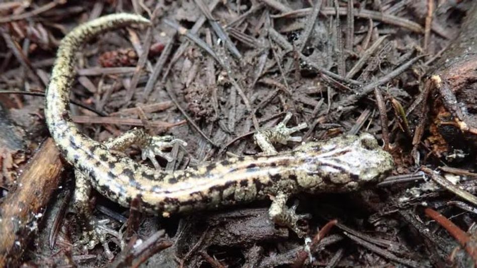 কোন টিকটিকি উড়তে পারে? জেনে নিন  কোন টিকটিকি উড়তে পারে? জেনে নিন