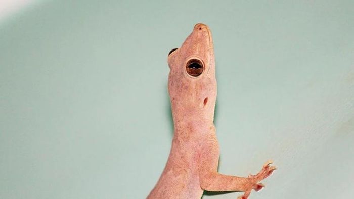 টিকটিকি তাড়ানোর উপায়।