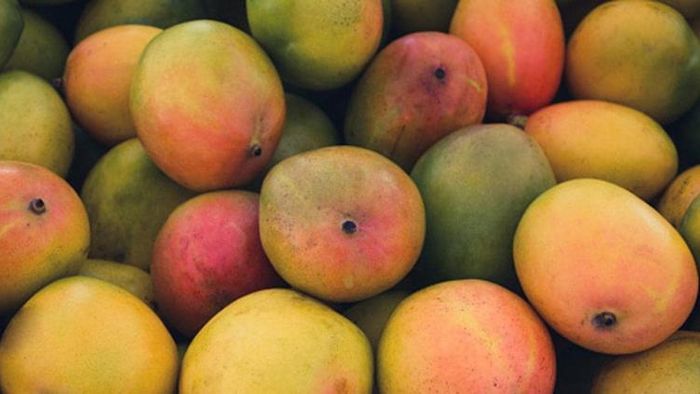 রাসায়নিক দিয়ে পাকানো আম বুঝবেন কী ভাবে?