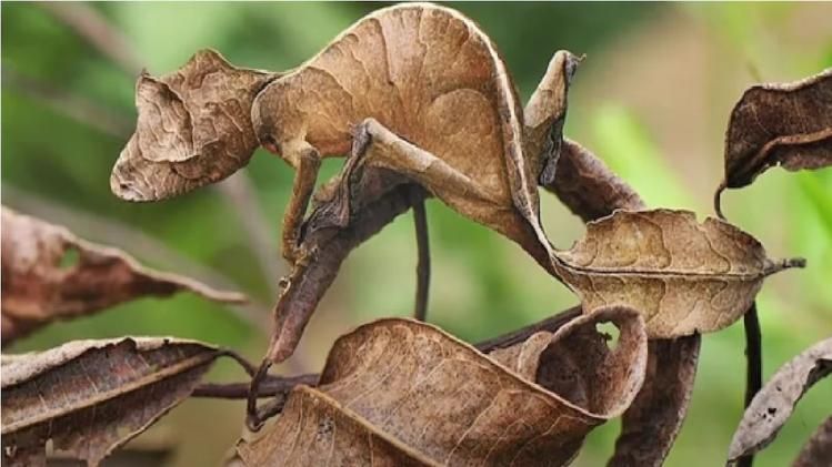 Qizlarni emdirish porno video