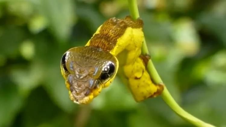 প্রথমে থাকে শুঁয়োপোকা-বড় হলেই সাপ হয়ে যায়! এই আশ্চর্য প্রাণীটিকে চেনেন?