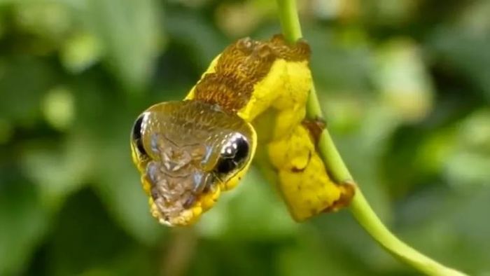Hemeroplanes triptolemus moth