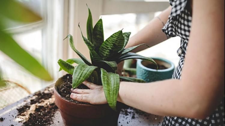 মানি প্ল্যান্ট নিয়ে এই ৫টি ভুল আপনাকে পথে নামিয়ে আনবে! এখনই সাবধান হোন