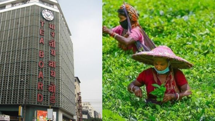 ভারতীয় চা ফেরাচ্ছে বহু দেশ।