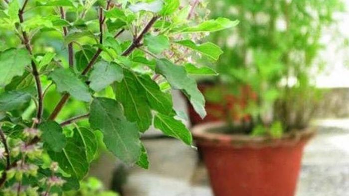 তুলসী গাছ।