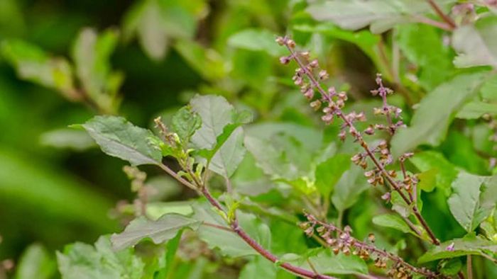 তুলসী বাস্তু