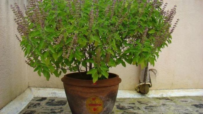 তুলসী গাছের যত্ন।