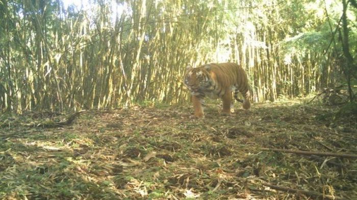 ফের ট্র্যাপ ক্যামেরায় ধরা পড়ল রয়্যাল বেঙ্গলের ছবি