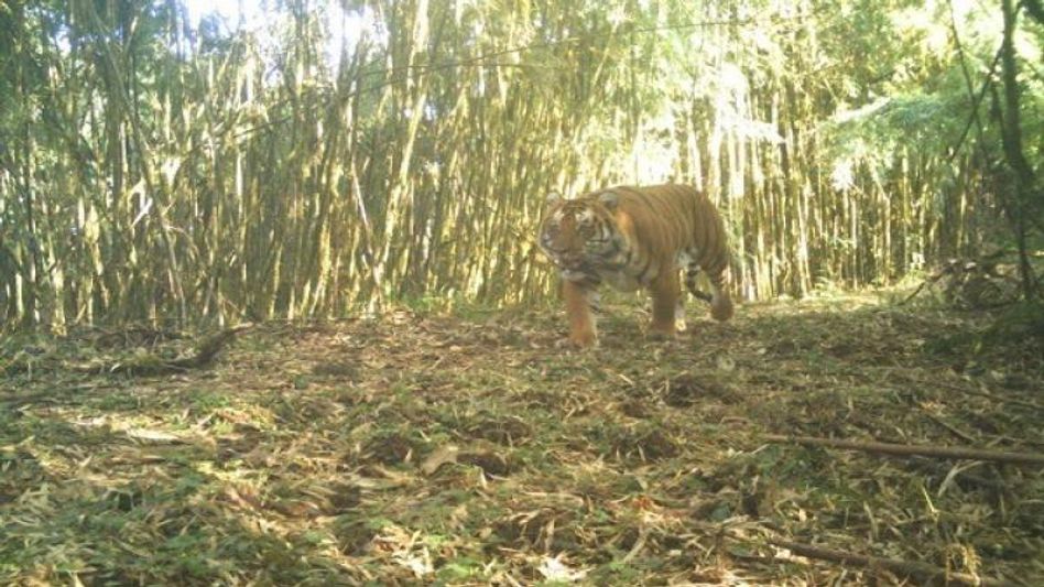 নেওড়ার জঙ্গলে ঘুরছে রয়্যাল বেঙ্গল, ফের ক্যামেরাবন্দি নেওড়ার জঙ্গলে ঘুরছে রয়্যাল বেঙ্গল, ফের ক্যামেরাবন্দি