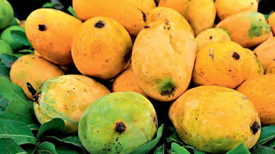 'আম্রপালি' আমে বাঁকুড়াই সেরা, হারল মালদা-মুর্শিদাবাদ 'আম্রপালি' আমে বাঁকুড়াই সেরা, হারল মালদা-মুর্শিদাবাদ