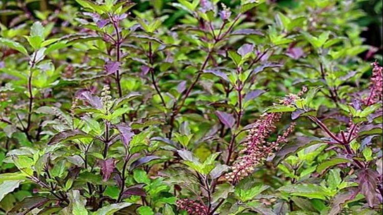  কৃষ্ণ না রাম কোন তুলসী বাড়ির জন্য শুভ জানেন?  নিয়ে আসে সমৃদ্ধি