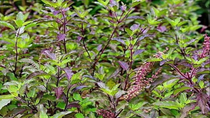 তুলসী গাছ ঘরে ইতিবাচক শক্তি নিয়ে আসে