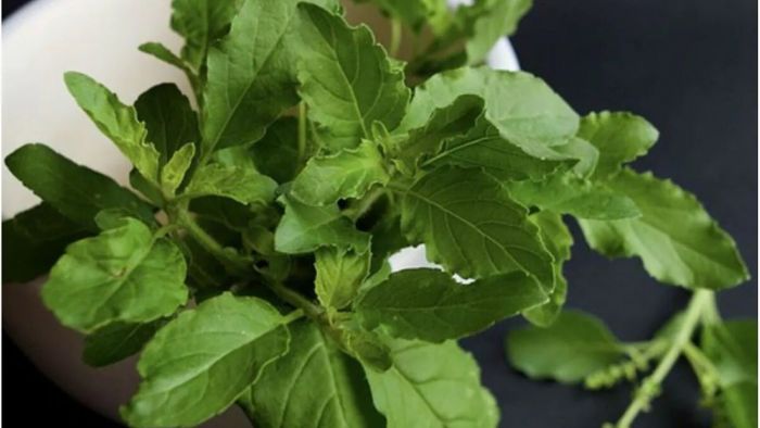 Healthy Leaves: জেনে নিন কোন পাতাগুলো স্বাস্থ্যের ওপর ভালো প্রভাব ফেলে