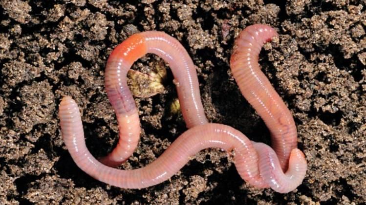 কেঁচোর উৎপাতে নাজেহাল এই এলাকা, বড়সড় ক্ষতির মুখে পৃথিবী?