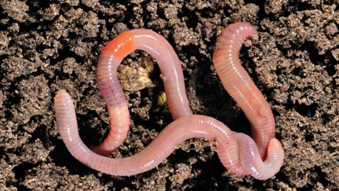 কেঁচোর দাপট।