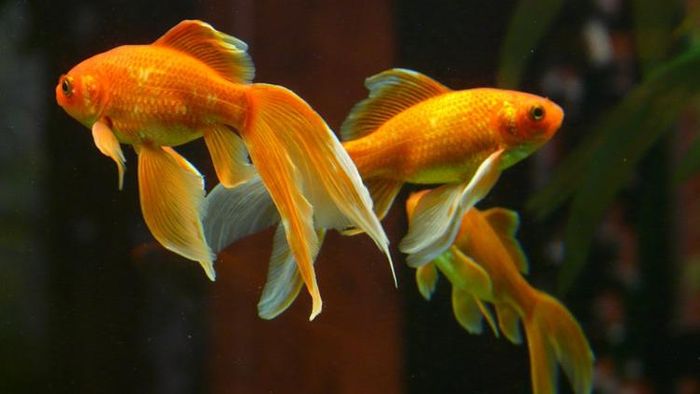 মাছের অ্যাকোরিয়ামের বাস্তু।