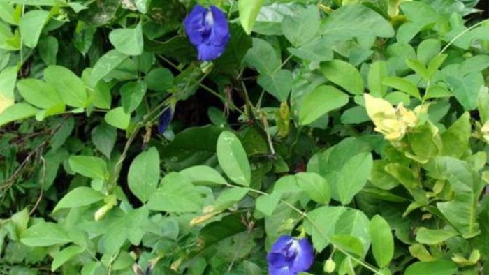 অপরাজিতা (প্রতীকী ছবি)