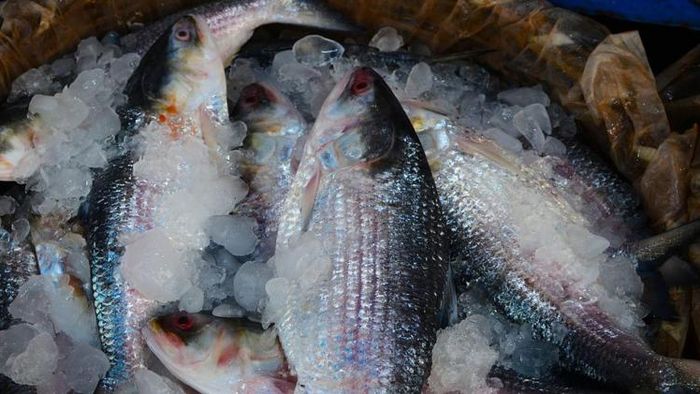 কত টাকায় বিকোচ্ছে ইলিশ?