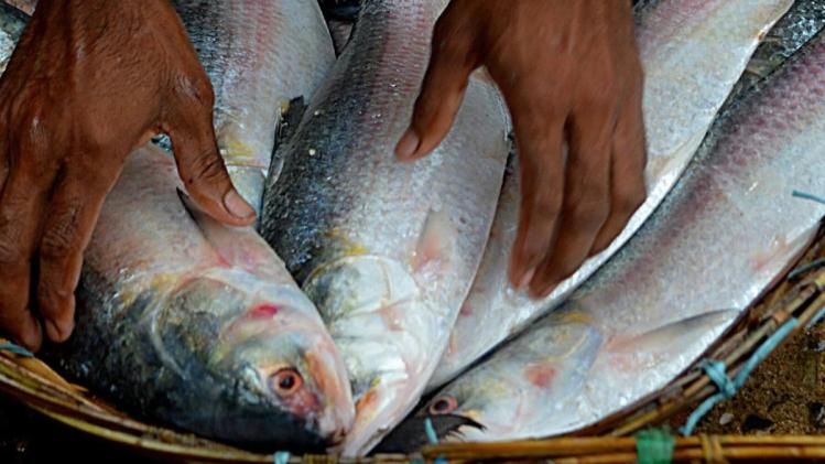 দিঘায় উঠল ৮০ টন ইলিশ, পৌঁছল কলকাতার বাজারেও, দাম কেমন?