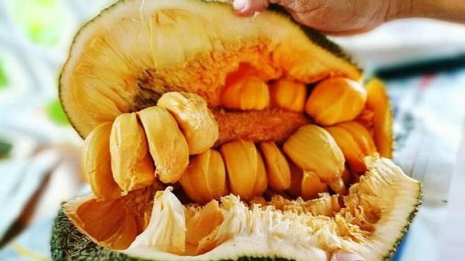 কাঁঠাল খাওয়া ভীষণ উপকারী, কিন্তু কাদের জন্য ততটাই মারাত্মক? কাঁঠাল খাওয়া ভীষণ উপকারী, কিন্তু কাদের জন্য ততটাই মারাত্মক?