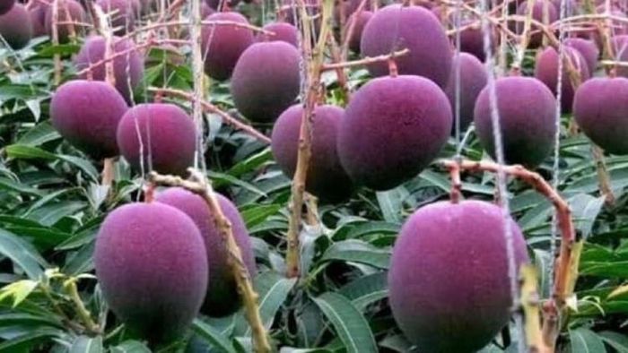 বিশ্বের অন্যতম দামি আম।