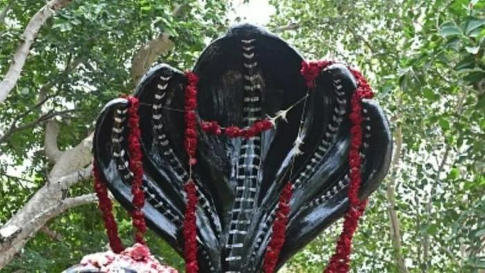 নাগ পঞ্চমী আসছে, জানুন পুজোর বিধি (প্রতীকী ছবি)