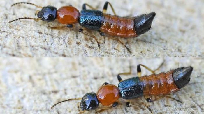 নাইরবি ফ্লাই থেকে আতঙ্ক ছড়িয়েছে। ছবি সৌজন্য: উইকিপিডিয়া