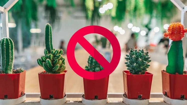 Vastu: বাড়িতে এই গাছ লাগালে সংসারে অশান্তি-দারিদ্র লেগেই থাকে