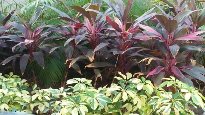 যে যে গাছ রাখবেন না বাড়িতে।