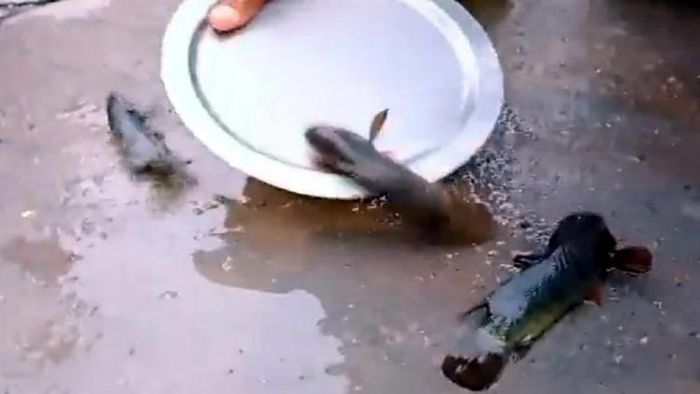 তেলেঙ্গানায় মাছের বৃষ্টি
