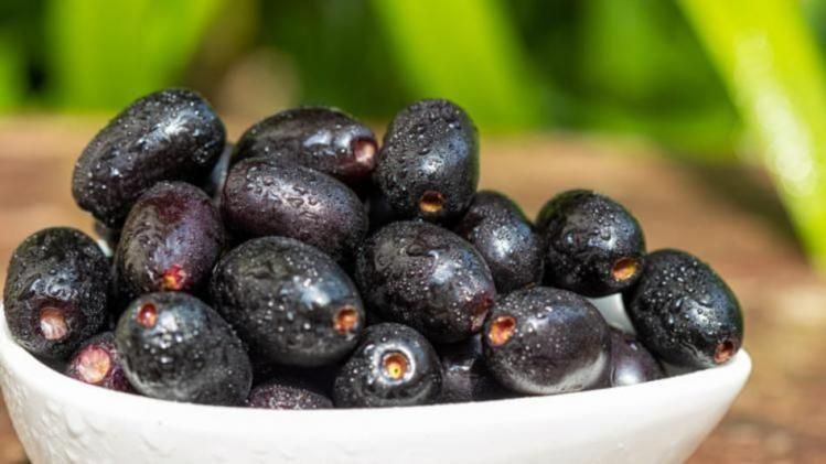 জাম তো অব্যর্থই, বীজের গুঁড়োও ডায়াবেটিস নিয়ন্ত্রণ করে, জানতেন?