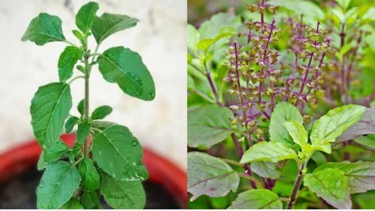 Vastu: রাম না শ্যামা, কোন তুলসি গৃহস্থের কল্যাণ করে? জেনে নিন