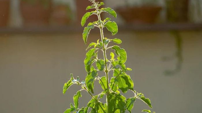 বাস্তু টিপস।