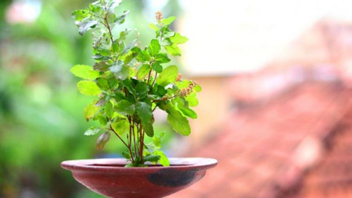 তুলসীর নিয়ম।