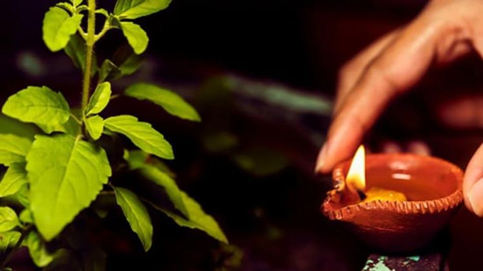 সাদা না লাল, বাড়ির পুজোয় কোন তুলসী পাতা লাগে? জানুন ৪ নিয়ম সাদা না লাল, বাড়ির পুজোয় কোন তুলসী পাতা লাগে? জানুন ৪ নিয়ম