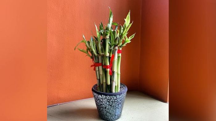 বাঁশ গাছ লাগানোর সময় কিছু ভুল এড়িয়ে চলা উচিত