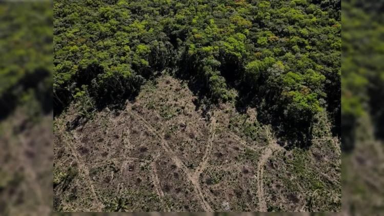 আমাজনের জঙ্গল কেটে সাফ! ছবি দেখে চমকে উঠেছে বিশ্ব