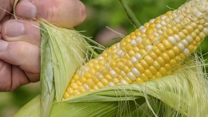 ভুট্টার পুষ্টিগুণ।