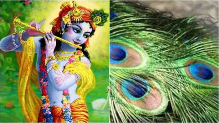 জন্মাষ্টমীতে বাস্তুমতে রাখুন ময়ূরের পালক (প্রতীকী ছবি)