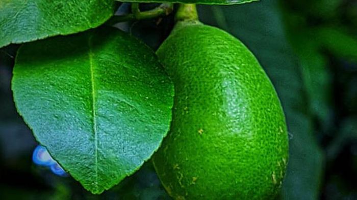 গন্ধরাজ ভাইরাল।